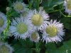 Philadelphia Fleabane (Erigeron philadelphicus)