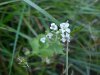 Garlic Mustard (Alliaria petiolata)