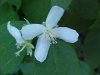 Wildflowers of LDEO, Columbia Univ., Palisades, N.Y., USA