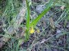 Yellow Star Grass (Hypoxis hirsuta)