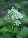 Swamp Valerian; (Valeriana uliginosa)