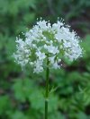 Swamp Valerian; (Valeriana uliginosa)