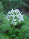 Swamp Valerian; (Valeriana uliginosa)