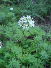 Swamp Valerian; (Valeriana uliginosa)