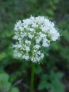 Swamp Valerian; (Valeriana uliginosa)