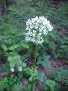 Swamp Valerian; (Valeriana uliginosa)