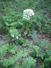 Swamp Valerian; (Valeriana uliginosa)