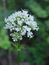 Swamp Valerian; (Valeriana uliginosa)