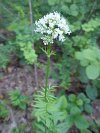 Swamp Valerian; (Valeriana uliginosa)