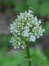 Swamp Valerian; (Valeriana uliginosa)
