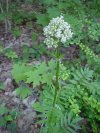 Swamp Valerian; (Valeriana uliginosa)