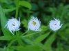 Daisy Fleabane (Erigeron annus)