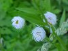 Daisy Fleabane (Erigeron annus)