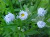 Daisy Fleabane (Erigeron annus)