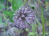 Red Clover (Trifolium pratense)