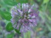 Red Clover (Trifolium pratense)