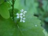 Garlic Mustard (Alliaria petiolata)