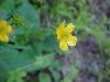 Common Buttercup (Ranunculus acris)