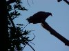 Turkey Vulture; Turkey Buzzard (Cathartes aura) of LDEO, Columbia Univ., Palisades, N.Y., USA