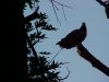 Turkey Vulture; Turkey Buzzard (Cathartes aura) of LDEO, Columbia Univ., Palisades, N.Y., USA