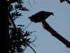 Turkey Vulture; Turkey Buzzard (Cathartes aura) of LDEO, Columbia Univ., Palisades, N.Y., USA