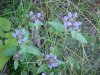 Heal-all; Self-heal (Prunella vulgaris)