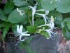 Japanese Honeysuckle (Lonicera japonica)