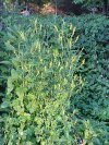 Yellow Sweet Clover (Melilotus officinalis)