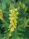 Yellow Sweet Clover (Melilotus officinalis)