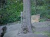 Squirrels of LDEO, Columbia Univ., Palisades, N.Y., USA