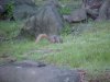 Squirrels of LDEO, Columbia Univ., Palisades, N.Y., USA