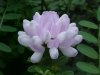 Crown Vetch (Coronilla varia)