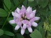 Crown Vetch (Coronilla varia)