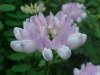 Crown Vetch (Coronilla varia)
