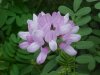 Crown Vetch (Coronilla varia)