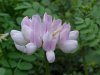 Crown Vetch (Coronilla varia)