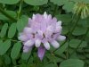 Crown Vetch (Coronilla varia)