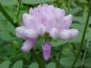 Crown Vetch (Coronilla varia)