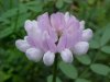 Crown Vetch (Coronilla varia)
