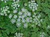 Wild Angelica (Angelica triquinata) - described as closely resembling the very poisoness Water Hemlock (Cicuta maculata)