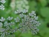 Wild Angelica (Angelica triquinata) - described as closely resembling the very poisoness Water Hemlock (Cicuta maculata)