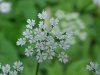 Wild Angelica (Angelica triquinata) - described as closely resembling the very poisoness Water Hemlock (Cicuta maculata)