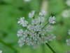 Wild Angelica (Angelica triquinata) - described as closely resembling the very poisoness Water Hemlock (Cicuta maculata)