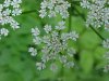 Wild Angelica (Angelica triquinata) - described as closely resembling the very poisoness Water Hemlock (Cicuta maculata)