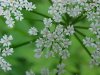 Wild Angelica (Angelica triquinata) - described as closely resembling the very poisoness Water Hemlock (Cicuta maculata)