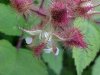 Of the Wild Red Raspberry family (Rubis idaeus)