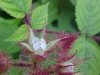 Of the Wild Red Raspberry family (Rubis idaeus)