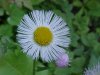 Philadelphia Fleabane (Erigeron philadelphicus)
