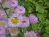 Philadelphia Fleabane (Erigeron philadelphicus)