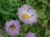 Philadelphia Fleabane (Erigeron philadelphicus)